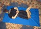 Leg Curl and Back Hyperextension - Pilates Exercise